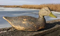 *SOLD* C438 Lloyd Taylor Black Duck, Carved & Painted. A large black duck decoy by Lloyd Tyler (1898 to 1971), of Crisfield, Maryland.