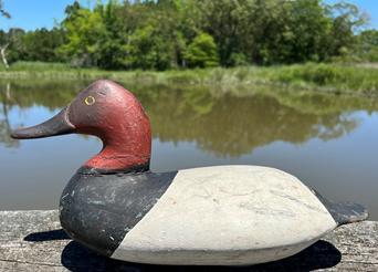 RM1388 Early Will Heverin Canvasback Drake Decoy. Branded "RHM" on bottom. Early working repainted surface. Retains original weight, staple and ring on bottom.