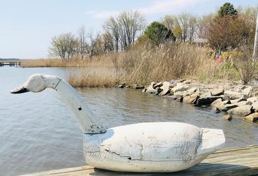 G185 Eastern Shore Maryland hand carved wooden Swan, 1950;s -1960 home made Swan decoy. Made of one piece of wood The neck and head is made from 2' stock. The Swan is made of Southern heart pine our native wood here on the Shore.