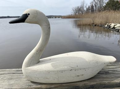 K150 Full Size Swan Decoy found on the Eastern Shore, Maryland bearing second coat of working paint. Multi-pieced body  typical of the area found.  Carver unknown. Approximate measurements: ~26 ¾ long x ~8 wide x ~18 tall.   