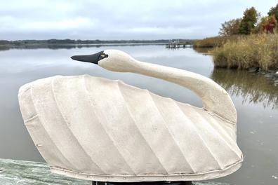 H974 North Carolina canvas covered swan decoy in preening pose. High arched back. Maker unknown. Approximate measurements: 26 ½ long x 13 wide x 12 tall