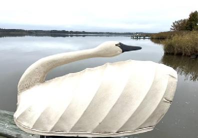 H974 North Carolina canvas covered swan decoy in preening pose. High arched back. Maker unknown. Approximate measurements: 26 ½ long x 13 wide x 12 tall