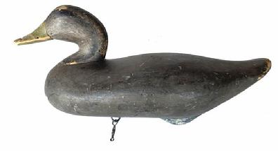 G362 Early black duck by R. Madison Mitchell (1901 - 1993) of Havre de Grace, Maryland. Circa 1940s. Working decoy, all original. Two single-nail weight on bottom.