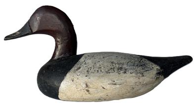 K1632 Canvasback Drake Decoy -carved by August Heinfield (1883-1952) from Rock Hall, Maryland. Decoy bears old working paint surface and original weight, staple and ring remain intact on bottom. 