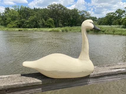 Full sized White Swan decoy carved by John Paxson of Back Bay, Virginia - branded on bottom with JP as was his makers mark. Decoy has tack eyes, and a solid