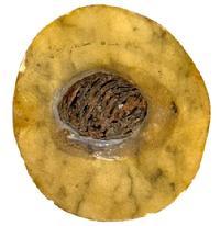 L115B Stone Fruit - Half Peach with natural wooden pit. Approximate measurements: 2 &frac34;� wide x 2 &frac12;� tall x 1 &frac14;� thick. 