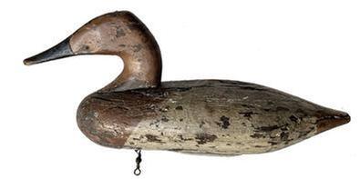 J16 Canvasback Decoy Early upper bay canvasback Hen decoy  Old working second coat of paint with original paint showing thru circa 1920 