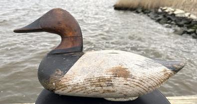 **SOLD** RM1531 Canvasback Drake decoy carved by James Holly (1855-1935) of Havre De Grace Maryland bearing original pained surface. Tight crack to neck. Original staple, ring, and weight intact on bottom. NOTE: James Holly was the youngest son of John "Daddy� Holly, Sr. and was a boat builder and craftsman by trade.  
